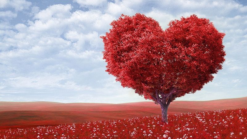 Apa yang dimaksud dengan cinta - Pohon bentuk hati
